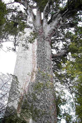 kauribaum